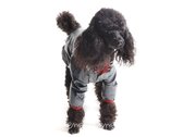 Pršiplašť pre psa Tara s rukávky čierna, červený lem